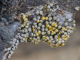 Attēlu rezultāti vaicājumam “Perichaena corticalis”