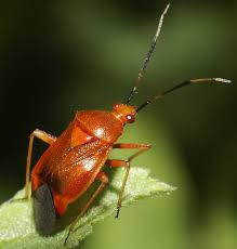 Attēlu rezultāti vaicājumam “Deraeocoris ruber”