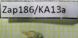 Attēlu rezultāti vaicājumam “Pemphigus borealis”