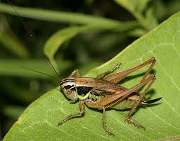 Attēlu rezultāti vaicājumam “Metrioptera roeselii”