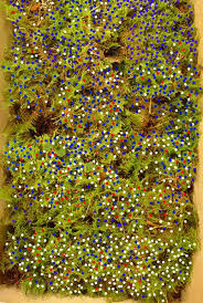 Attēlu rezultāti vaicājumam “Ptilium crista-castrensis sporophyte”