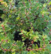 Attēlu rezultāti vaicājumam “Exobasidium uvae-ursi”