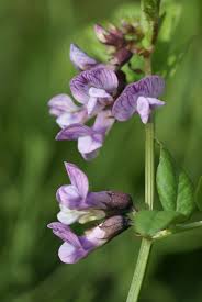 Attēlu rezultāti vaicājumam “Vicia sepium”