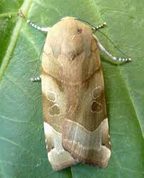 Attēlu rezultāti vaicājumam “Noctua fimbriata”