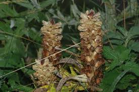 Attēlu rezultāti vaicājumam “Orobanche reticulata”