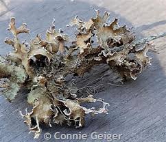 Attēlu rezultāti vaicājumam “Tuckermannopsis chlorophylla”