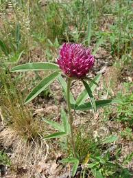 Attēlu rezultāti vaicājumam “Trifolium alpestre”