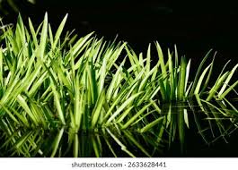 Attēlu rezultāti vaicājumam “Stratiotes aloides leaf”