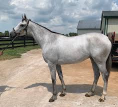 Image result for horse girl gun