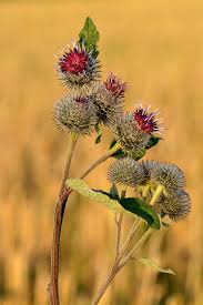Attēlu rezultāti vaicājumam “Arctium tomentosum flower”