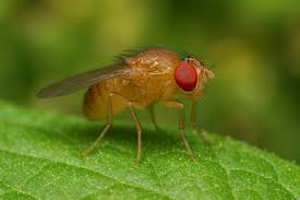 Attēlu rezultāti vaicājumam “Drosophila melanogaster”