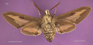 Attēlu rezultāti vaicājumam “Hyles gallii imago”