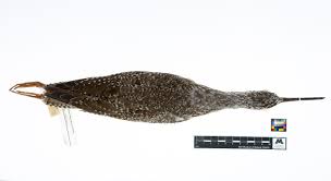 Image result for Tringa melanoleuca