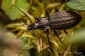 Attēlu rezultāti vaicājumam “Carabus granulatus”