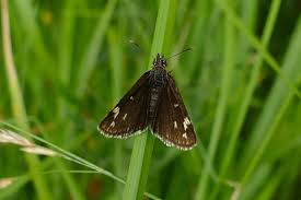 Attēlu rezultāti vaicājumam “Heteropterus morpheus underside”