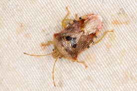 Attēlu rezultāti vaicājumam “Elasmucha grisea imago”