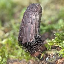 Attēlu rezultāti vaicājumam “Stemonitis axifera stalked”