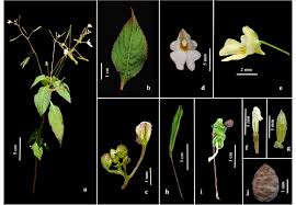 Attēlu rezultāti vaicājumam “Impatiens parviflora leaf”