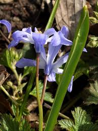 Attēlu rezultāti vaicājumam “Scilla luciliae”