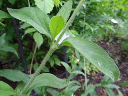 Attēlu rezultāti vaicājumam “Silene vulgaris leaf”