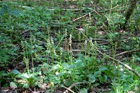 Attēlu rezultāti vaicājumam “Pyrola minor”