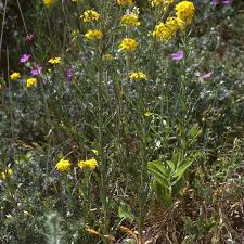 Attēlu rezultāti vaicājumam “Erysimum hieracifolium”