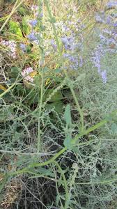 Attēlu rezultāti vaicājumam “Atriplex calotheca flower”