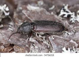 Attēlu rezultāti vaicājumam “Grynocharis oblonga”