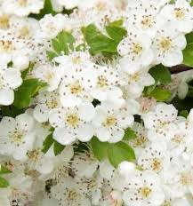 Attēlu rezultāti vaicājumam “Crataegus monogyna”