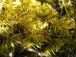 Attēlu rezultāti vaicājumam “Helodium blandowii”