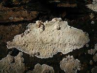 Attēlu rezultāti vaicājumam “Cystostereum murrayi”