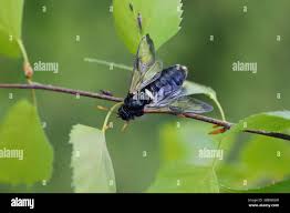 Attēlu rezultāti vaicājumam “Cimbex femoratus imago”