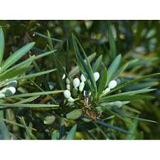 Attēlu rezultāti vaicājumam “Reticularia jurana macro”