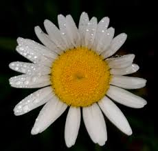 Attēlu rezultāti vaicājumam “Leucanthemum vulgare flower”