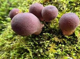 Attēlu rezultāti vaicājumam “Lycoperdon pyriforme sessile”