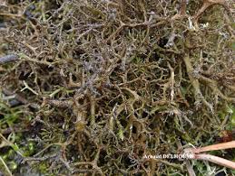 Attēlu rezultāti vaicājumam “Cetraria aculeata”