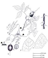 Attēlu rezultāti vaicājumam “Rosa subcanina fruit”