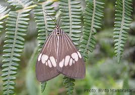 Attēlu rezultāti vaicājumam “Arctiidae”