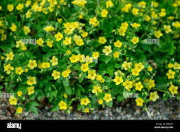 Attēlu rezultāti vaicājumam “Waldsteinia geoides flower”