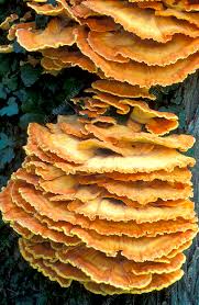 Attēlu rezultāti vaicājumam “Polypores”