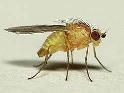 Attēlu rezultāti vaicājumam “Phytomyza minuscula”