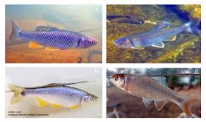Image result for Moxostoma carinatum