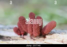 Attēlu rezultāti vaicājumam “Arcyria major”