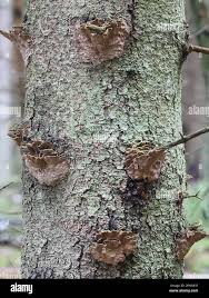 Attēlu rezultāti vaicājumam “Phellinus chrysoloma”