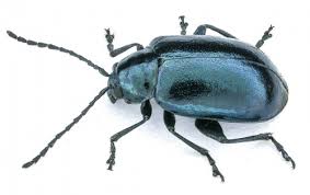 Attēlu rezultāti vaicājumam “Chrysomelidae”