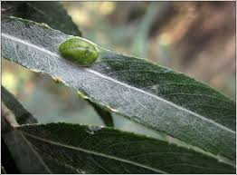 Attēlu rezultāti vaicājumam “Pontania proxima”