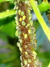 Attēlu rezultāti vaicājumam “Aphis jacobaeae”