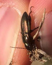 Attēlu rezultāti vaicājumam “Poecilus versicolor”