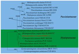 Attēlu rezultāti vaicājumam “Melampsoridium sp.”