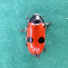 Attēlu rezultāti vaicājumam “Clytra quadripunctata”